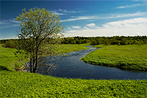 Grüner Baum mit Fluss